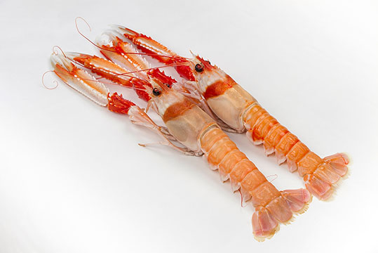 Cigala cruda 8/10 piezas /kg